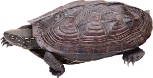 Turtle PNG-24722